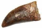 Serrated, Carcharodontosaurus Tooth - Thick Tooth #225492-1